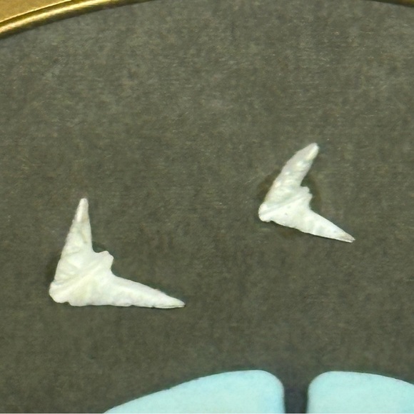 Sand Dollar Mystery Framed Shadow Box Art 9 in X 11 in Real Painted Sand Dollar - Picture 4 of 8